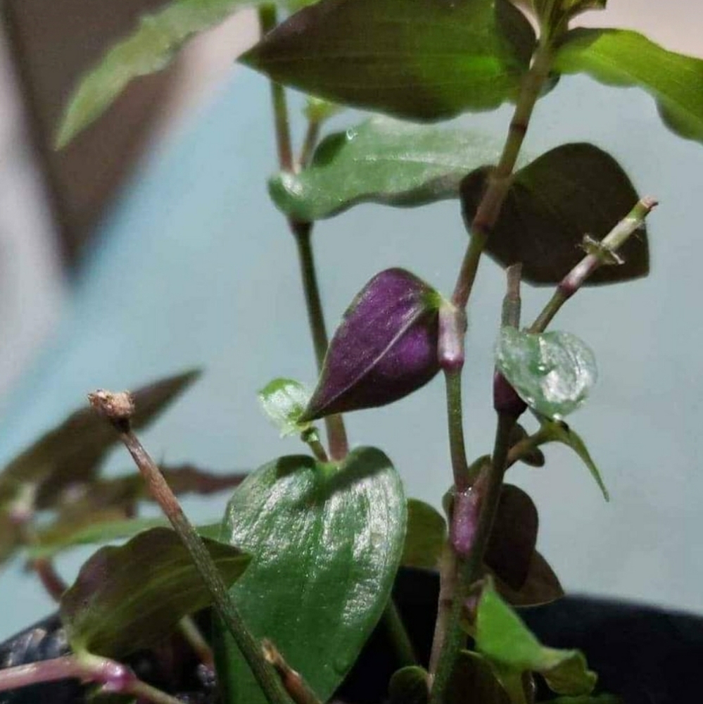 Bridalveil Wandering Jew Mini